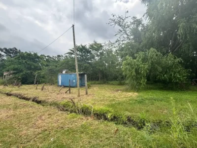 Las Azaleas y Las Primulas